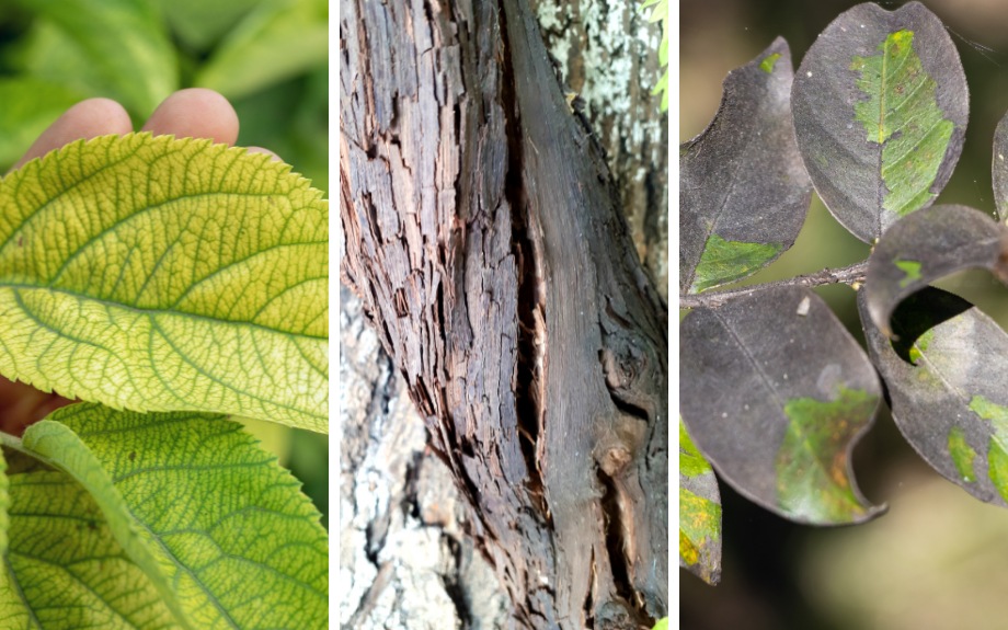 A three-panel close-up showing a yellowing leaf with visible veining, cracked and peeling tree bark, and dark sooty mold coating the surface of green leaves.
