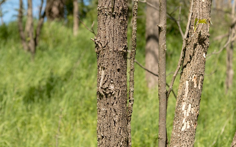 Multiple small D-shaped holes visible in the bark of ash tree trunks with woodpecker damage and bark flaking.