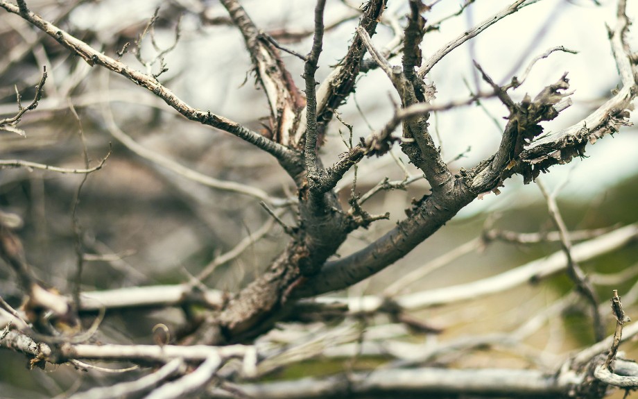 Multiple dead and dying branches visible throughout the bare canopy of a dormant tree during late winter.