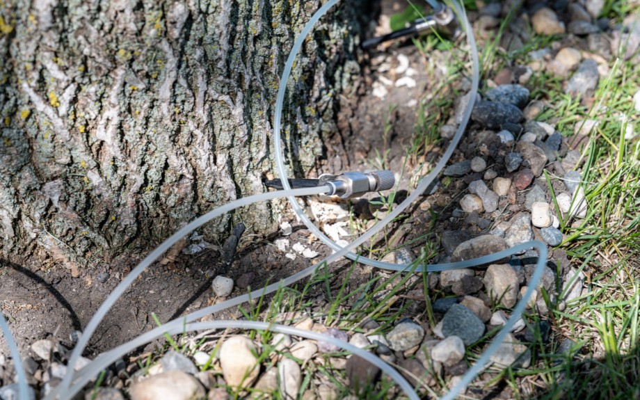 Tree injection equipment with clear tubing positioned at the base of a large tree trunk for pest treatment application.
