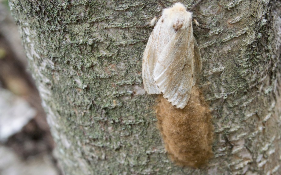 A buff-colored spongy moth egg mass attached to the bark of a tree trunk with gray lichen growing on the surface.