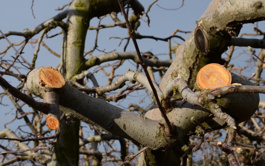 Freshly cut tree branches showing clean pruning cuts made during professional tree trimming service.