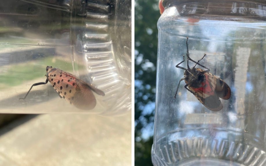 Two side-by-side photos of adult spotted lanternflies caught in clear jars show the gray spotted forewings at rest and the bright red hindwings underneath.