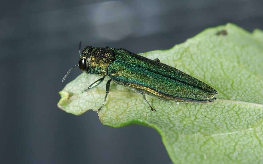 A metallic-green emerald ash borer sits on a green leaf with chewed edges.