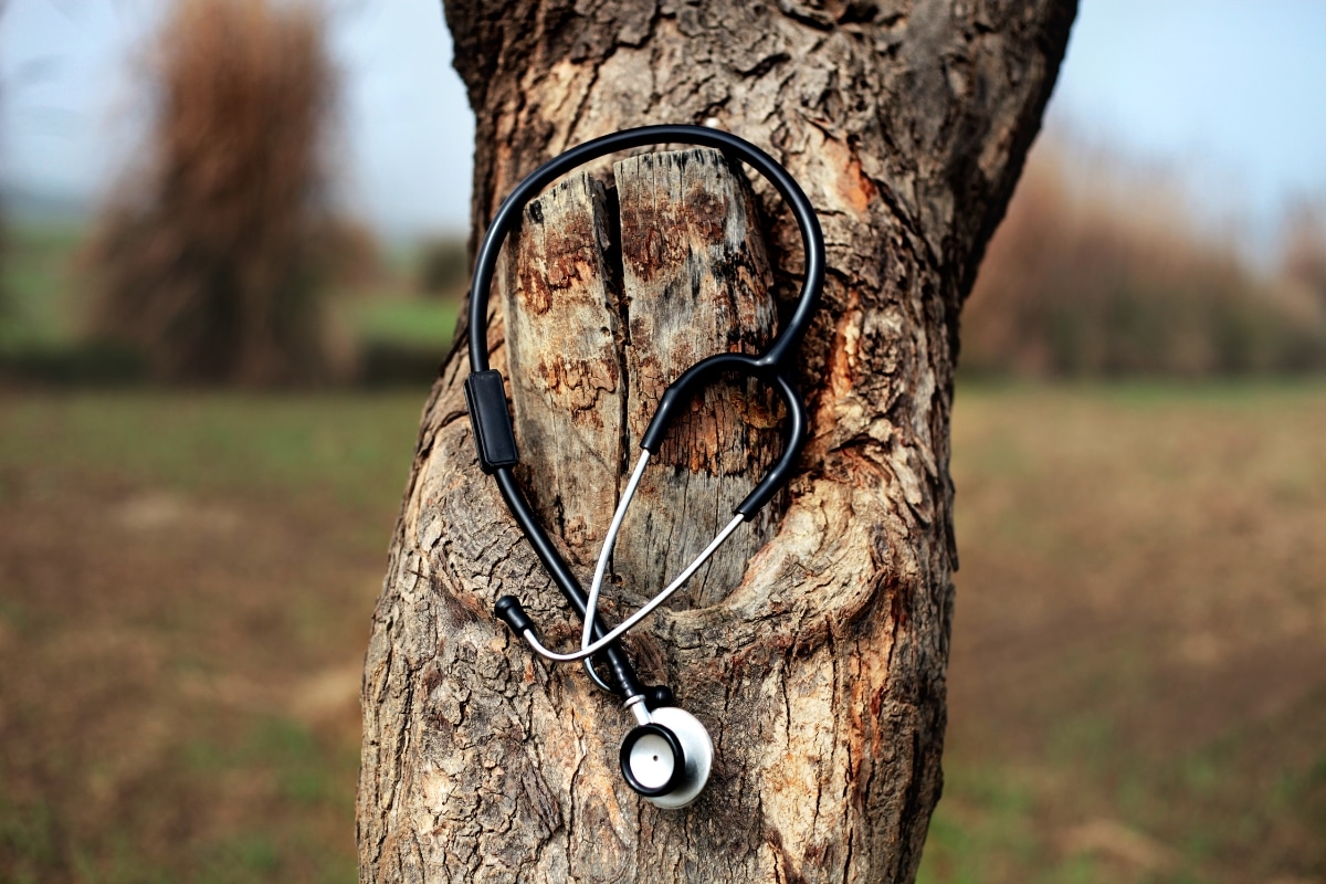 A stethoscope on a tree in Virginia depicting tree health management.