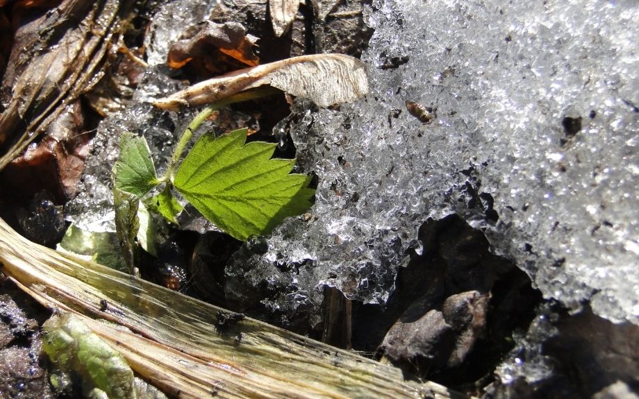 Melting snow, strawberry leaf, and landscape debris that provide shelter for overwintering insect pests.
