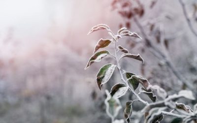 Frost-covered branches of apple tree with dry leaves in the garden at sunrise.