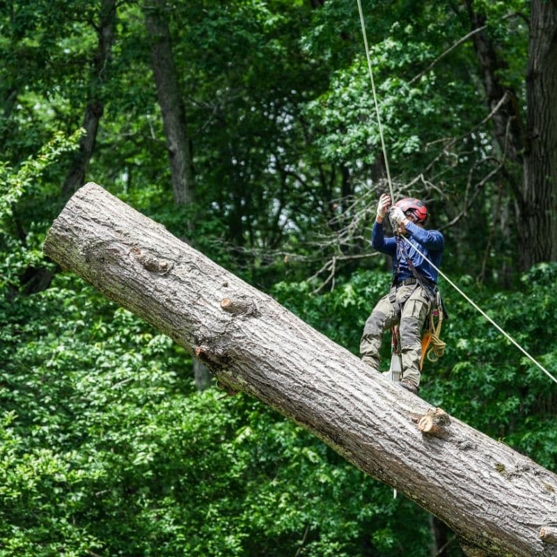 Riverbend-reston-section-climber-fallen-tree
