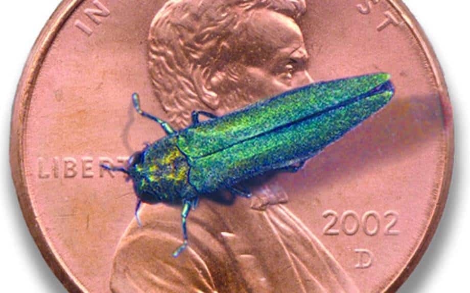 A metallic-green emerald ash borer sits on a copper colored penny for scale, its full body shorter than the diameter of the coin.