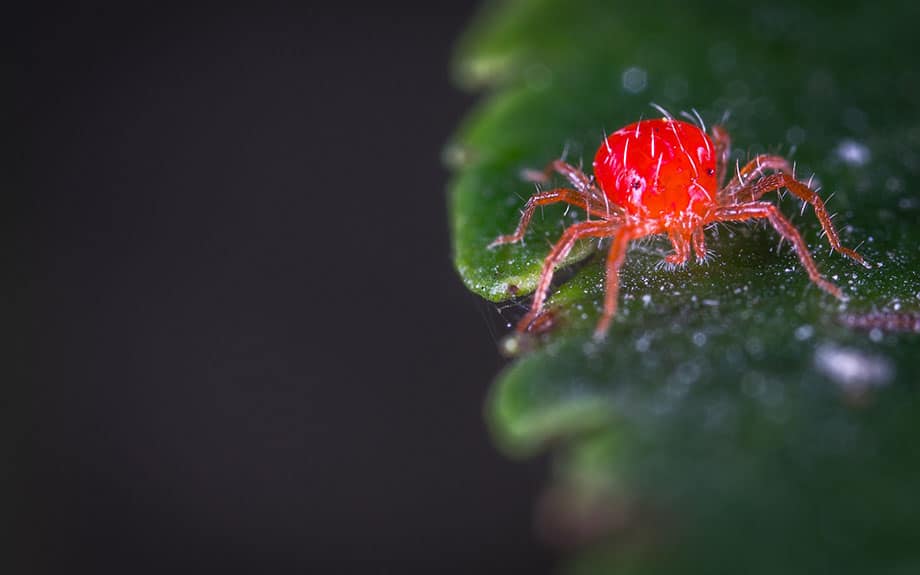 red spider mite insect on leaf