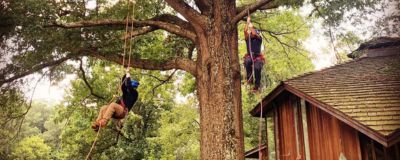 Website-Home-section-image-tree-pruning-2
