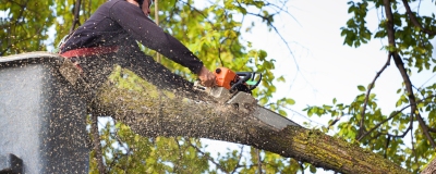 Website-Home-section-image-tree-pruning