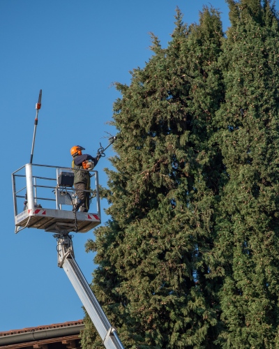 Website-Pruning-section-crown-cleaning