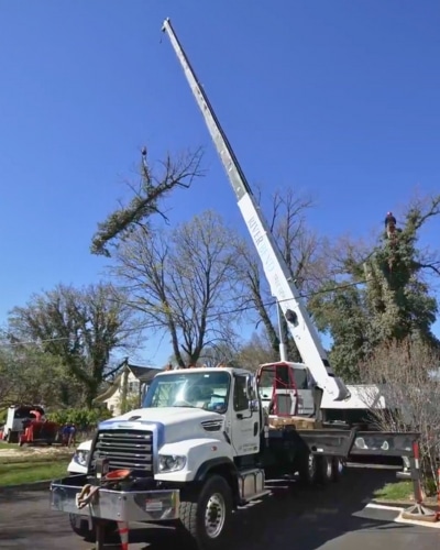 Website-Removal-section-crane-log-trees