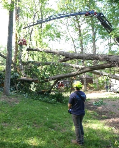 Website-Removal-section-crew-fallentree-grappleclaw