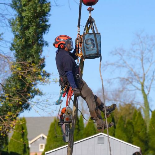 Website-rockville-section-image-arborist-harnessed-crane