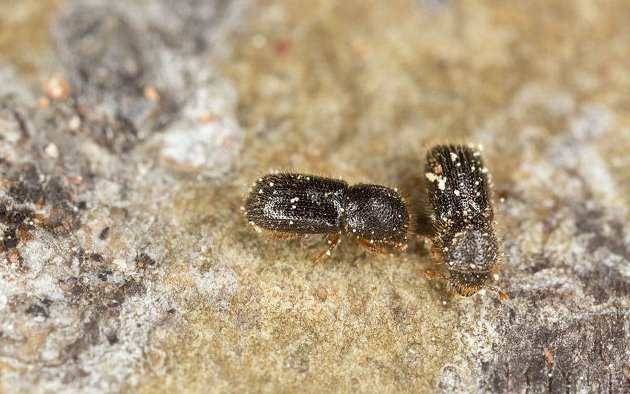 ambrosia beetles on tree trunk