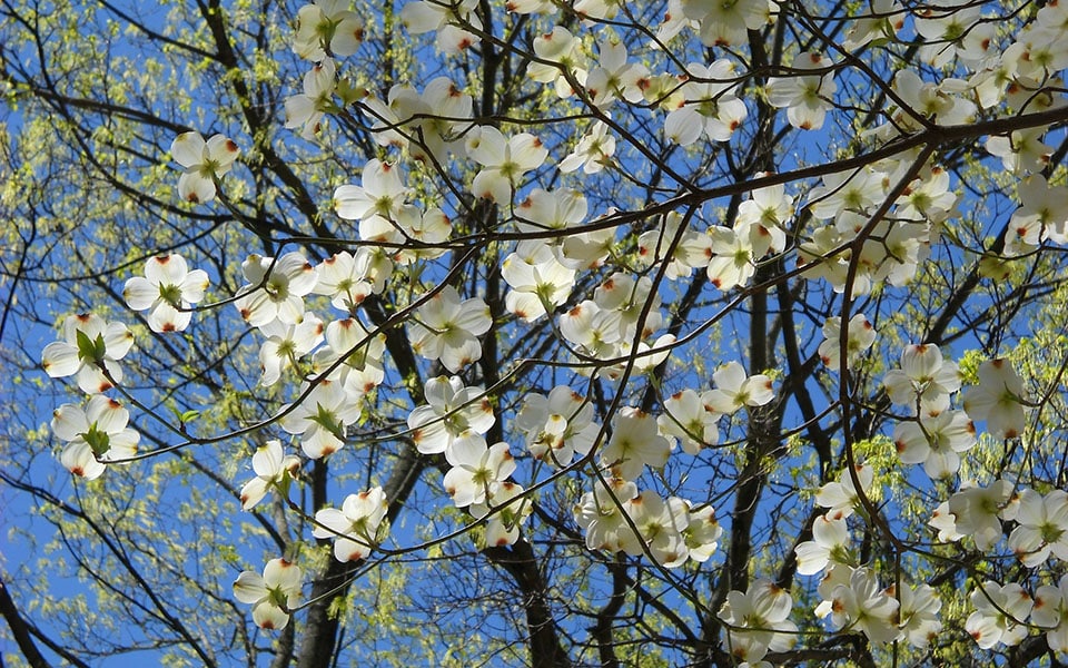 blossoms on flowering dogwood branches