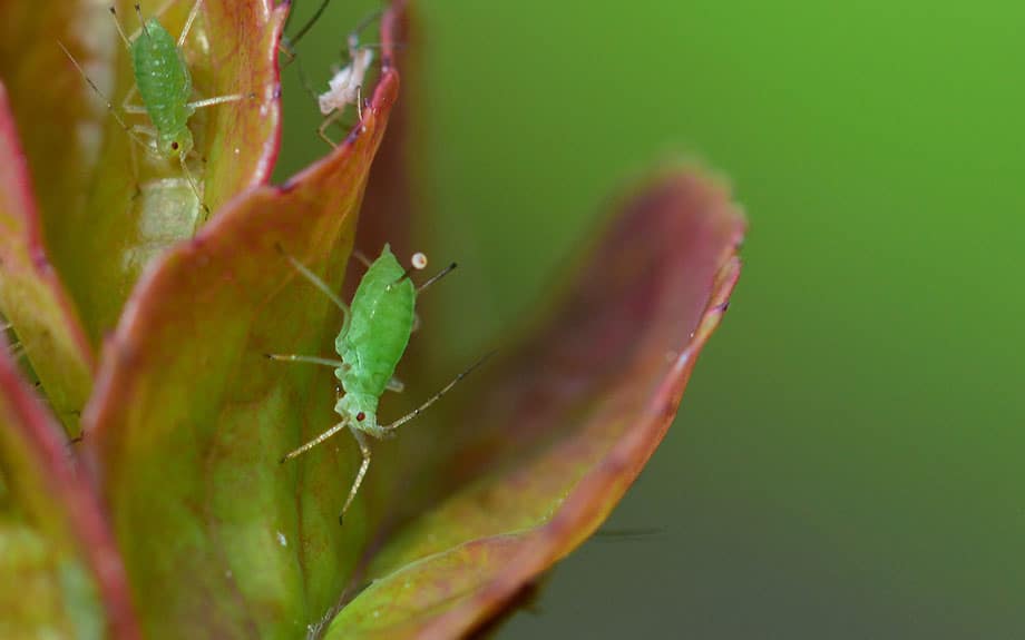 Green aphids on leaves.