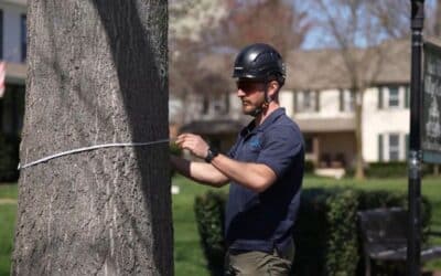 Arborist measuring the trunk diameter of a mature tree during a professional tree assessment