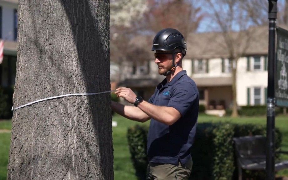 Arborist measuring the trunk diameter of a mature tree during a professional tree assessment