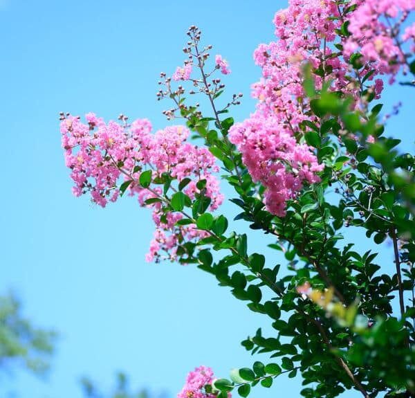 A crape myrtle tree in full bloom in a yard in Fairfax Station, VA