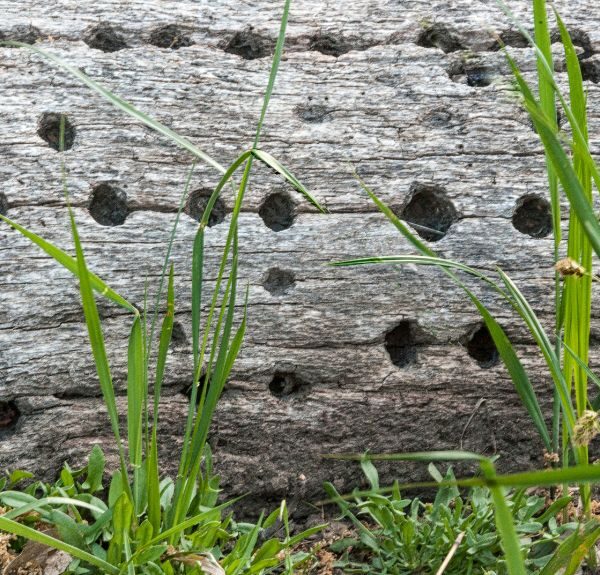 Woodpecker holes in a dead tree in Virginia.