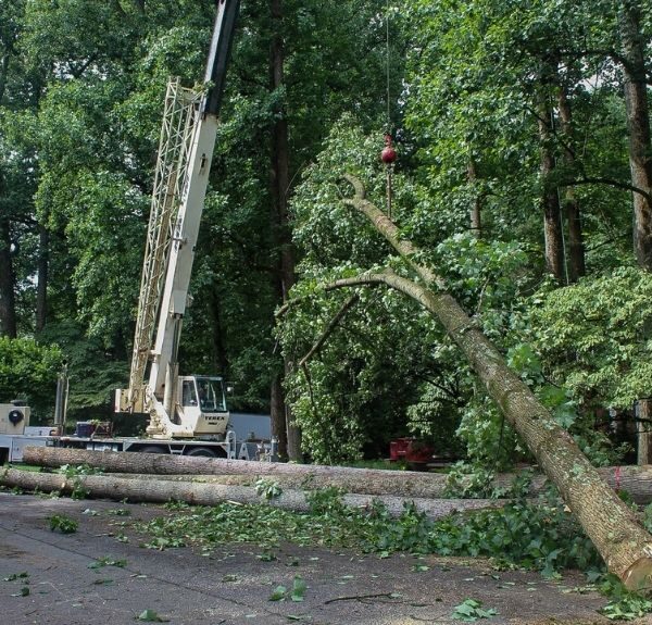 The Riverbend tree removal crane lifting a section of a tree in Fairfax, VA.