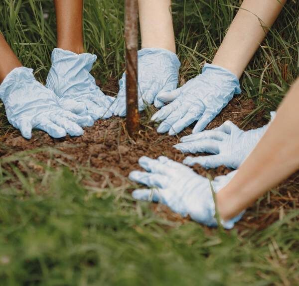 Three sets of gloved hands pat down the soil around a newly planted tree.