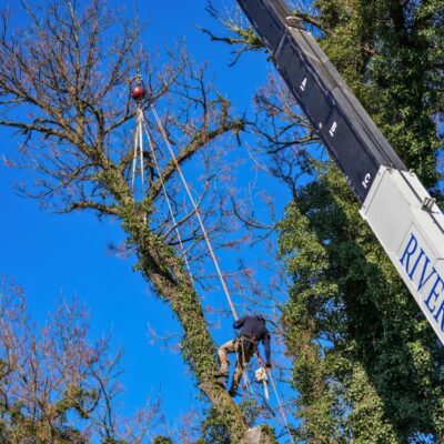 Tree maintenance by Riverbend Tree Service team with an arborist harnessed through a crane for a removal of a dead branch.