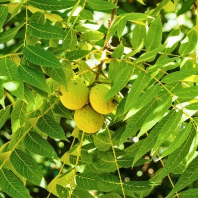 Healthy black walnut tree with developing nuts in Northern Virginia, showing what homeowners should monitor for thousand cankers disease symptoms.