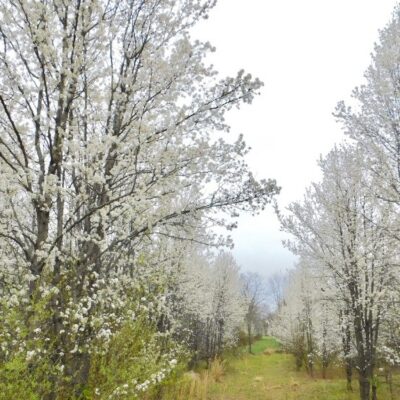 White flowering trees in full bloom along a tree-lined path during spring in Northern Virginia.