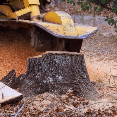 Close-up view of a yellow stump grinder cutting wheel grinding down a dark tree stump, creating a pile of fresh orange wood chips scattered around the work area.
