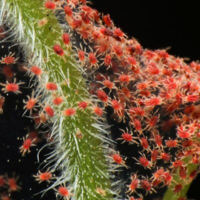 Close-up of red spider mites clustered on a plant stem and leaf surface, showing a heavy infestation feeding on plant tissue.