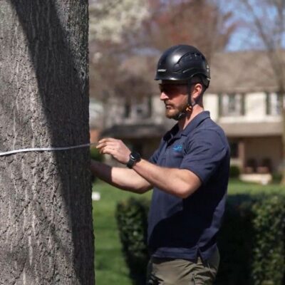 Arborist measuring the trunk diameter of a mature tree during a professional tree assessment