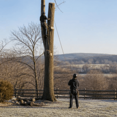 Crew removing a bare hardwood tree in a western Loudoun, Virginia yard in winter.