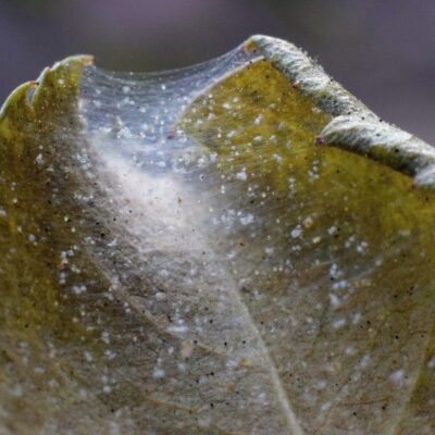 Fine spider mite webbing covering the underside of a leaf, a sign of an established infestation.
