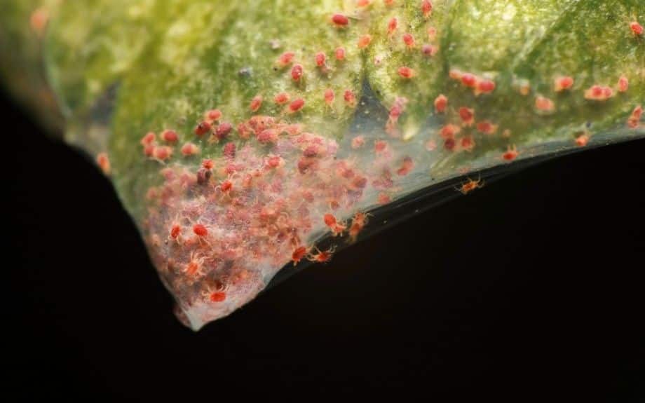 Close-up of a spider mite infestation with fine webbing and clusters of red spider mites feeding on the underside of a leaf.
