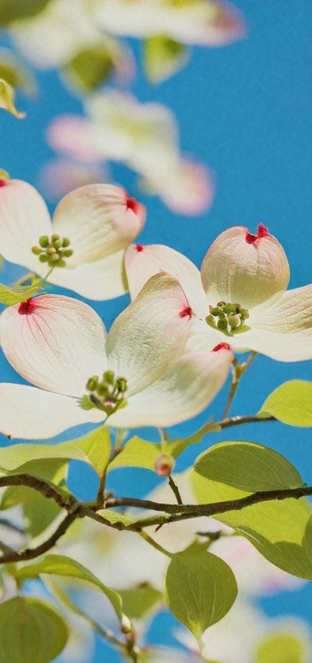 dogwood tree