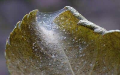 Fine spider mite webbing covering the underside of a leaf, a sign of an established infestation.