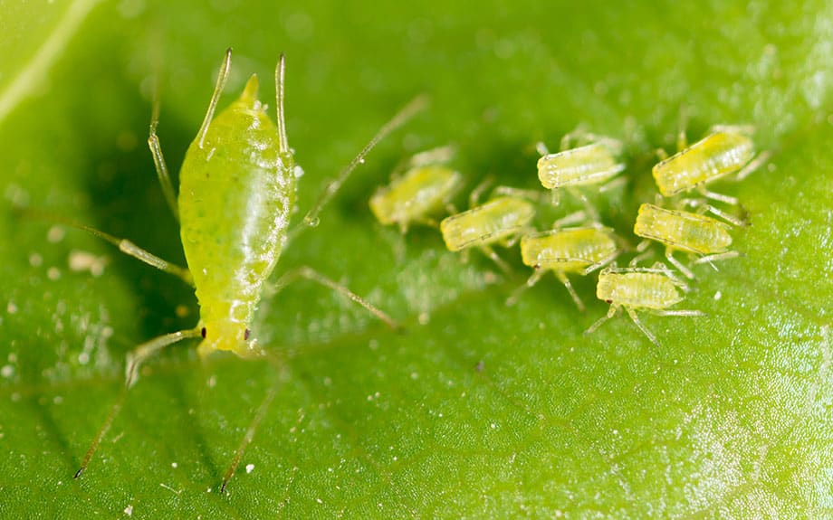 green-aphids-on-leaf