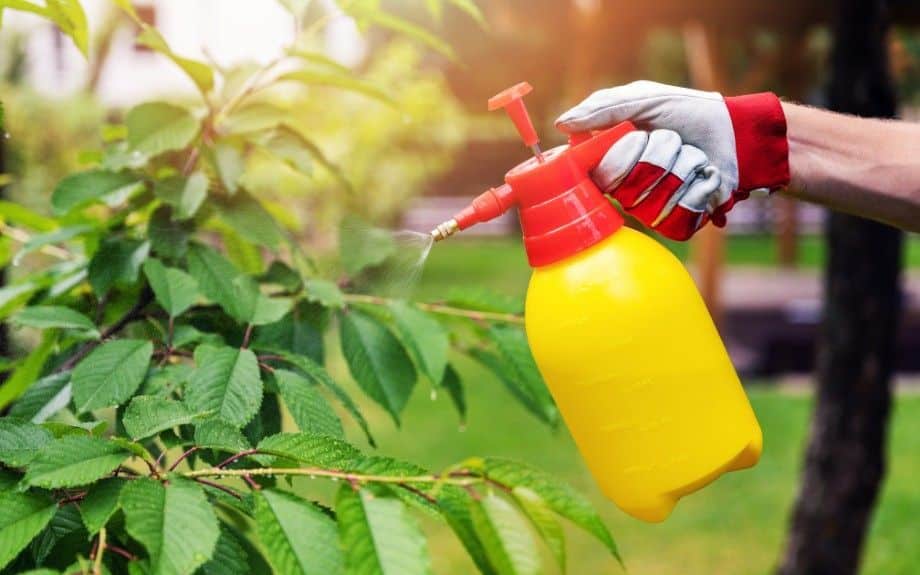 Homeowner using a hand pump sprayer to apply a treatment to tree leaves during an early spider mite infestation.
