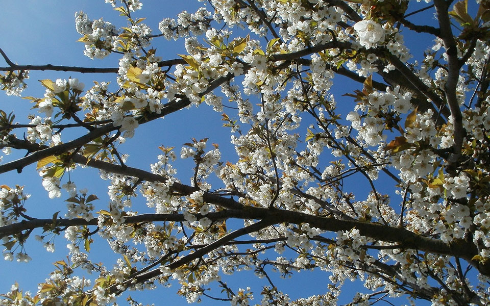montmorency cherry branches with flowers