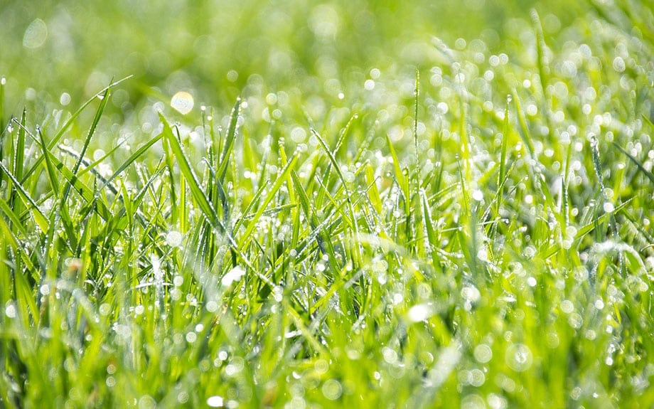 wet lawn grass with water droplets
