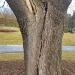 Large crack in a tree trunk.
