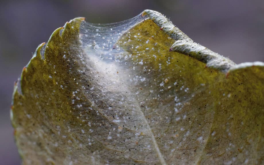 severe spider mite infestation on rose leaf