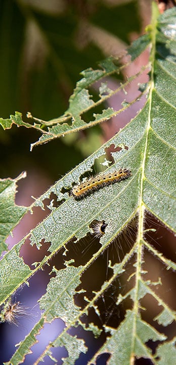 tree-health-management-signs