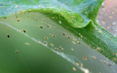 two-spotted spider mites and webbing