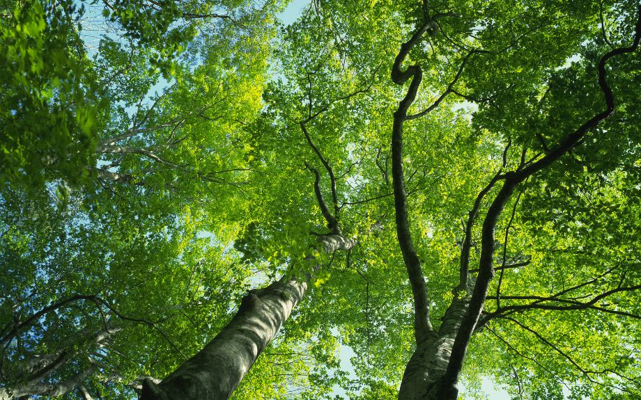 Looking up into a healthy beech tree canopy with many light green leaves.