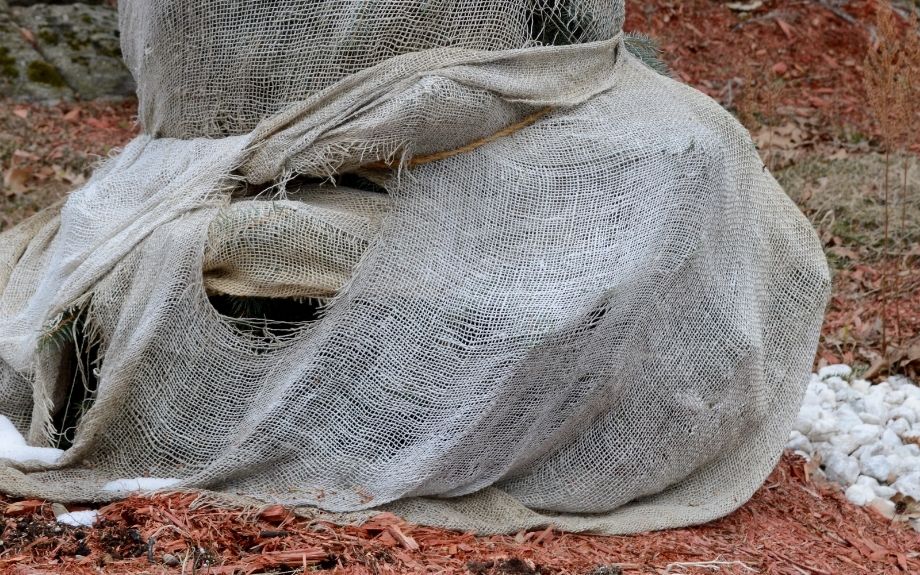 A plant or shrub wrapped in burlap for the winter.